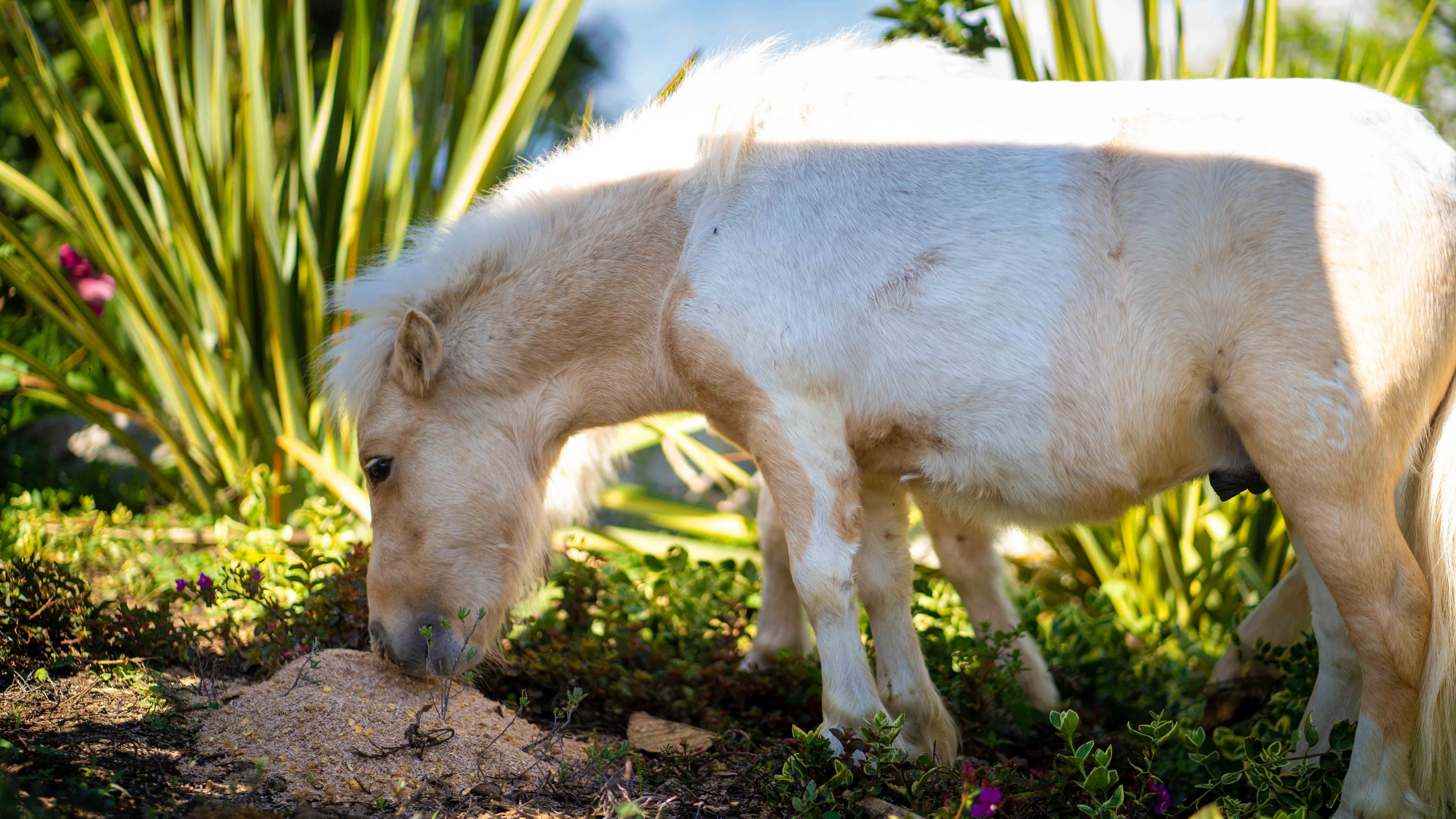 Mini horses