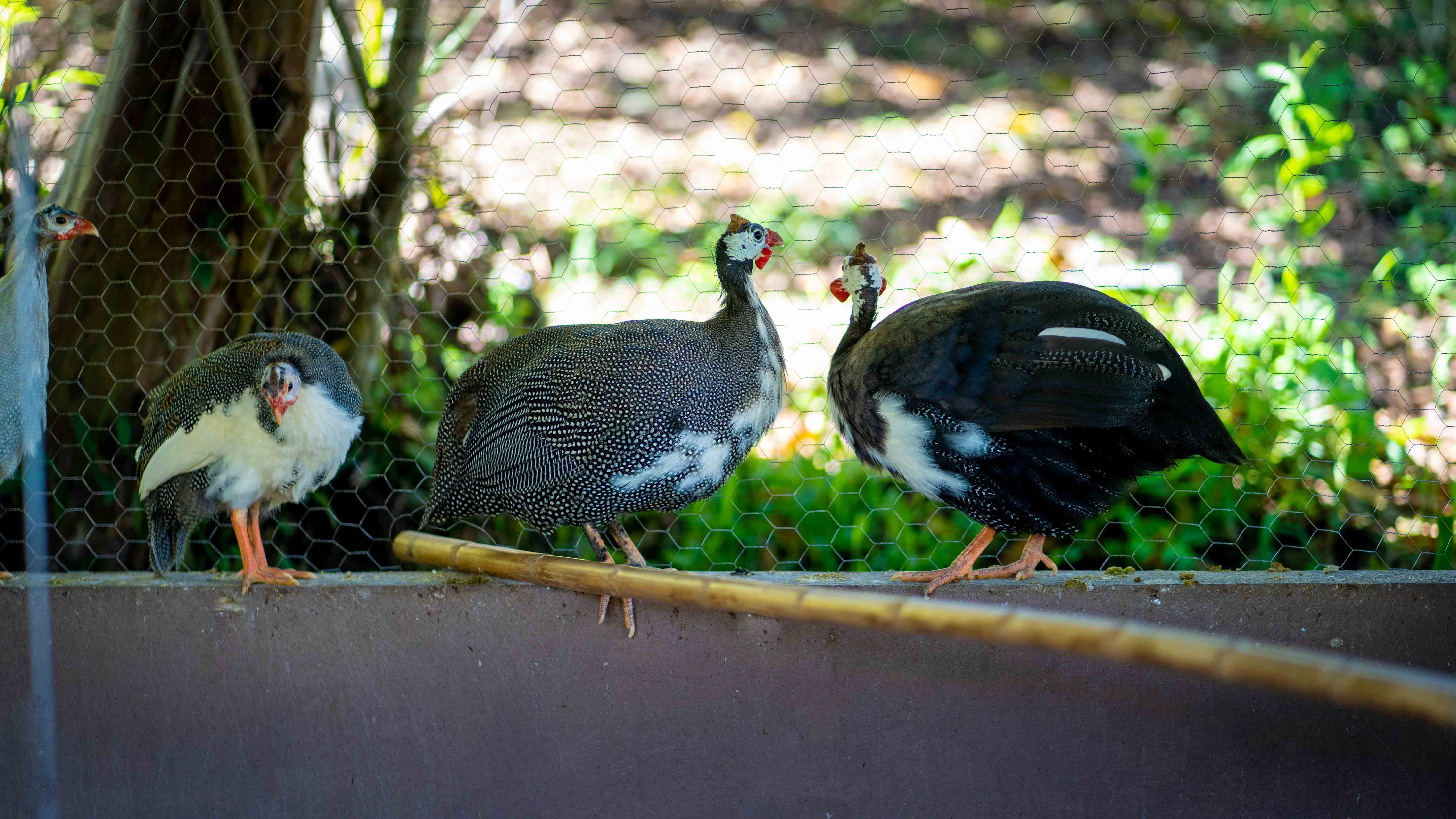 GALLINETAS