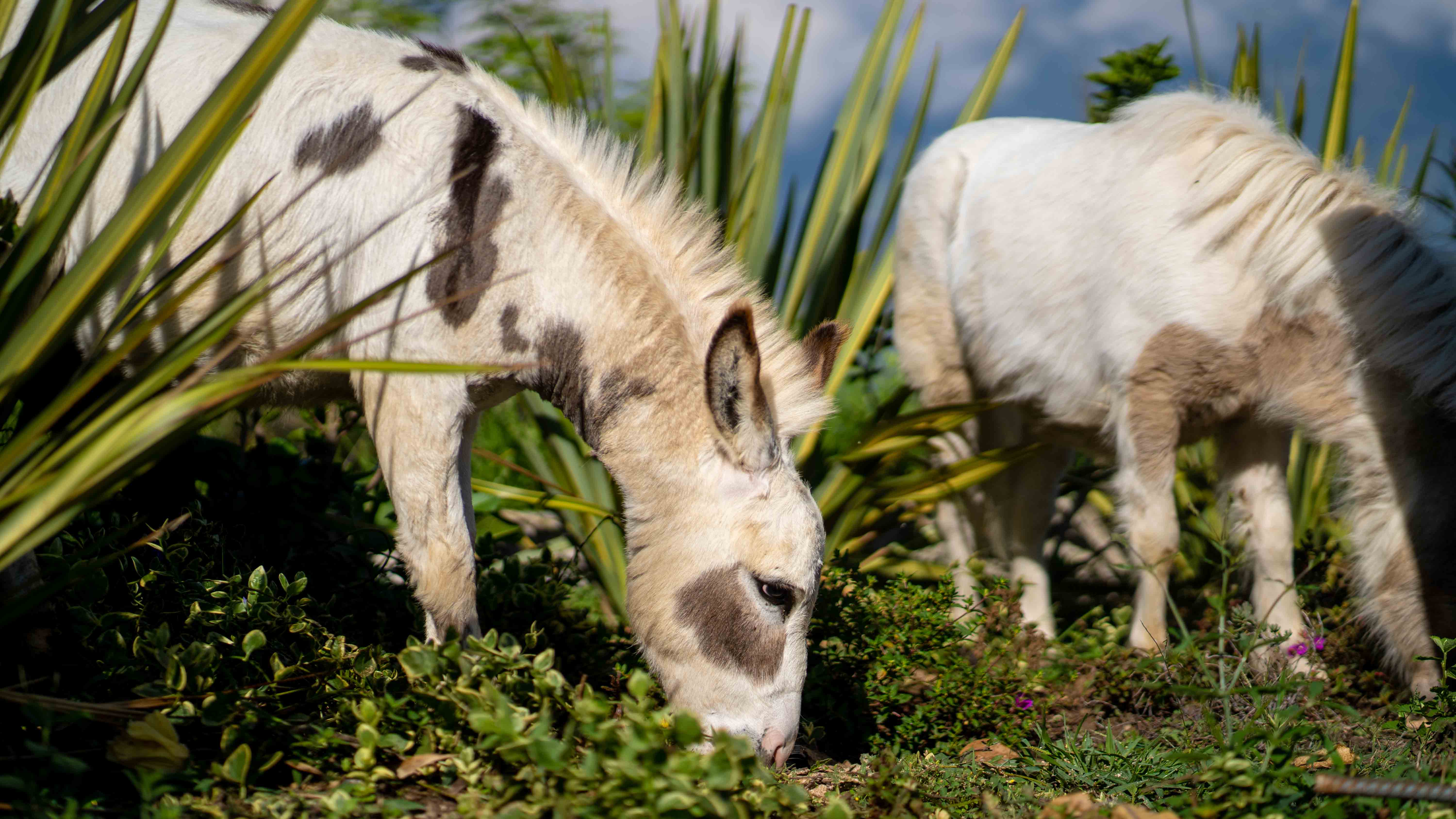 Mini burro