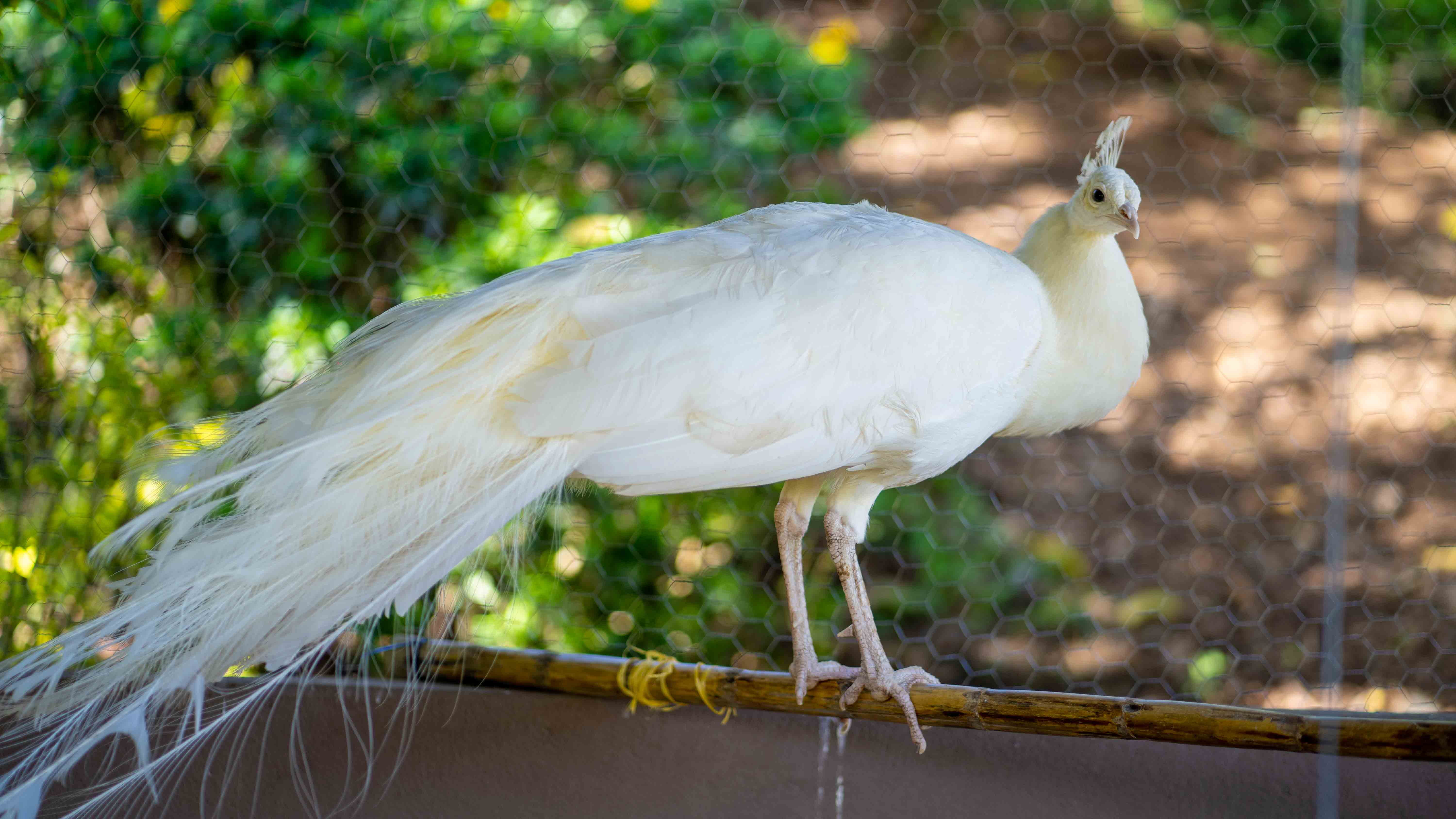 PAVO REAL