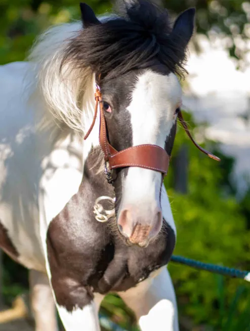 EQUINES