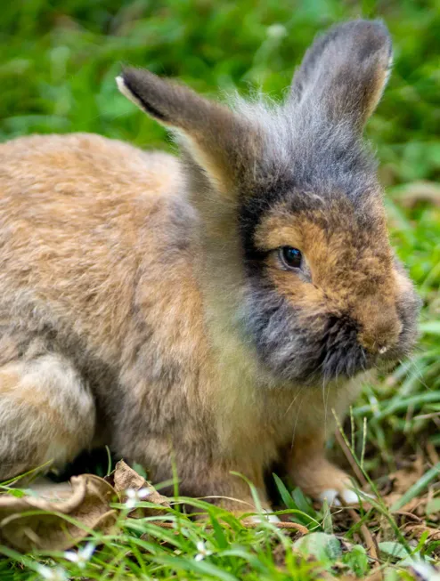 RABBITS