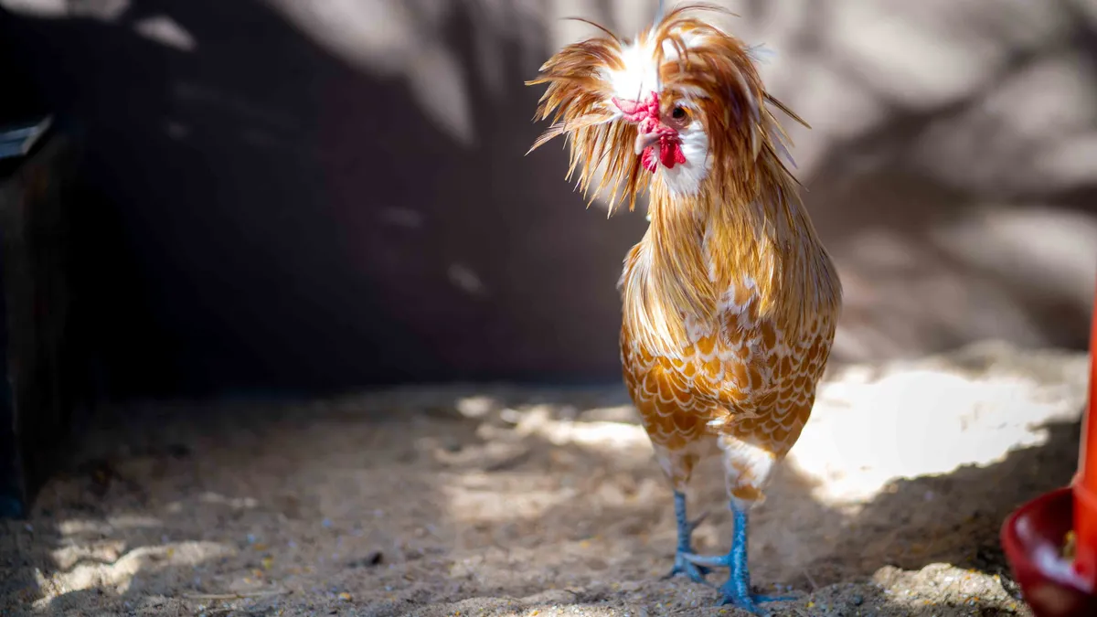Hen and Tufted Rooster