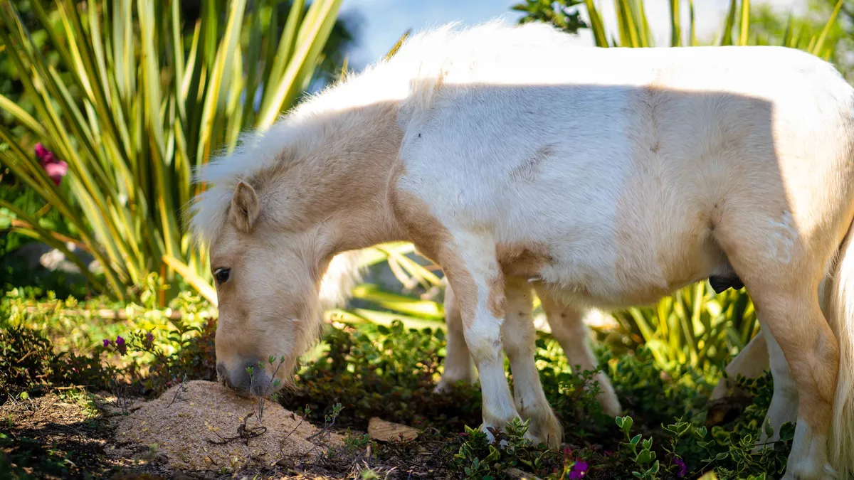 Mini horses