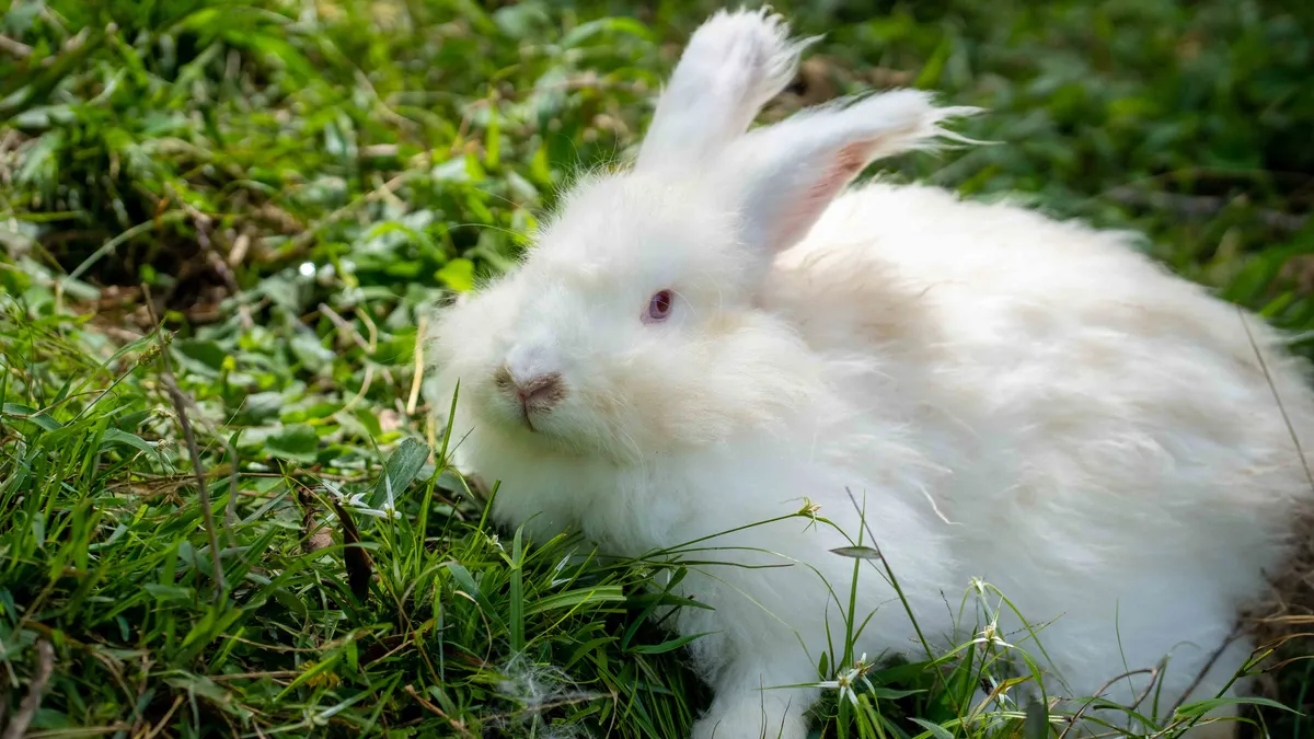 Angora