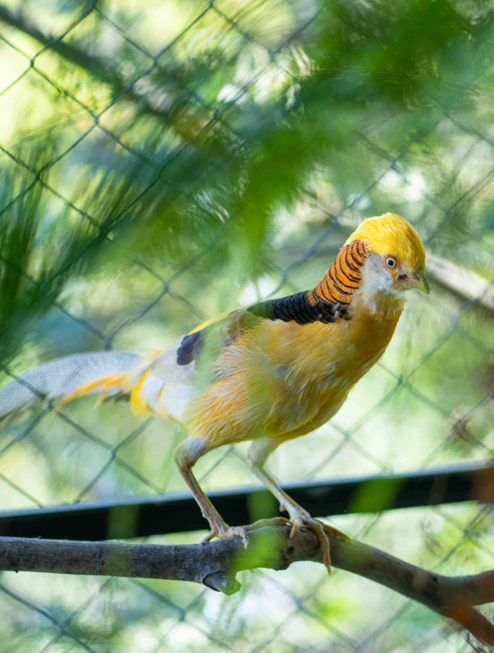 ESTACION DE AVES